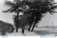 雪中の津田松原
